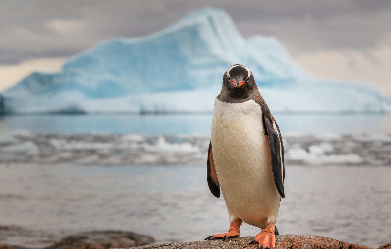 В Антарктиде пингвин спасся от косаток, запрыгнув в лодку с туристами